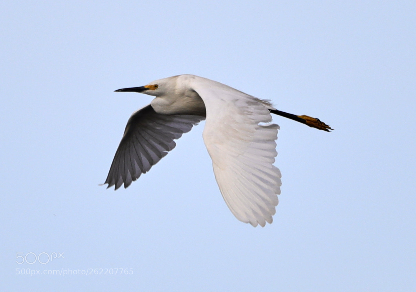Canon EOS-1D X Mark II sample photo. 06-14-18-0022599.jpg photography
