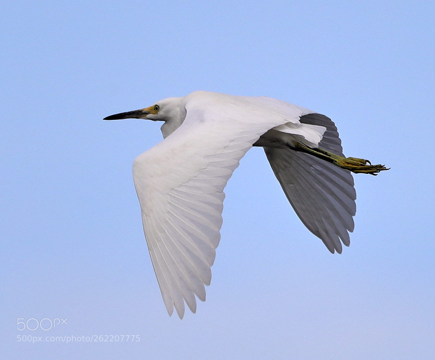 Canon EOS-1D X Mark II sample photo. 06-14-18-0022590.jpg photography