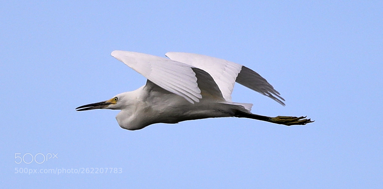 Canon EOS-1D X Mark II sample photo. 06-14-18-0022586.jpg photography
