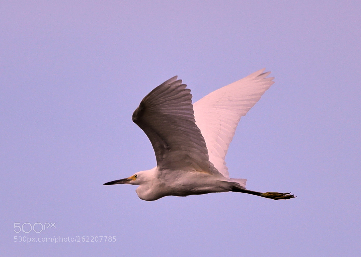 Canon EOS-1D X Mark II sample photo. 06-14-18-0022587.jpg photography