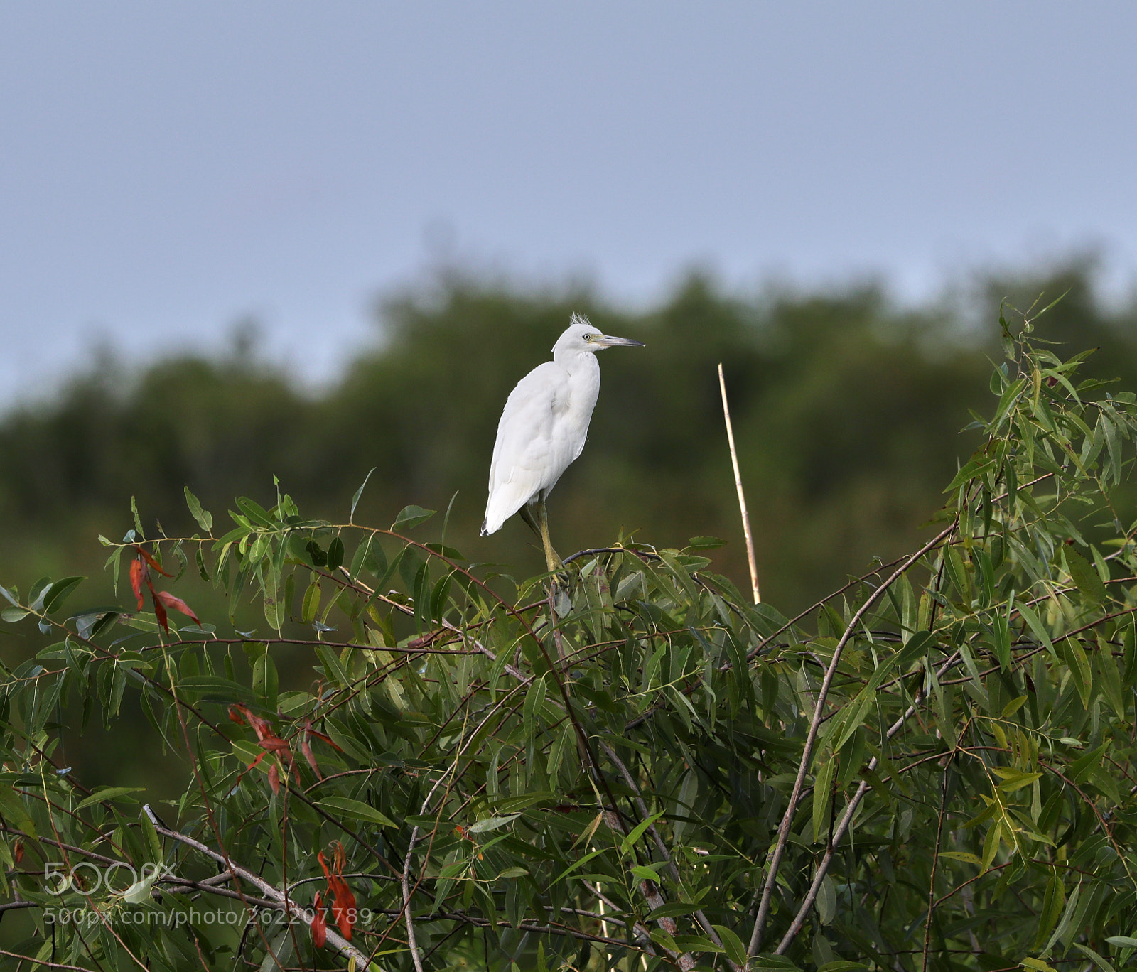 Canon EOS-1D X Mark II sample photo. 06-14-18-0022585.jpg photography