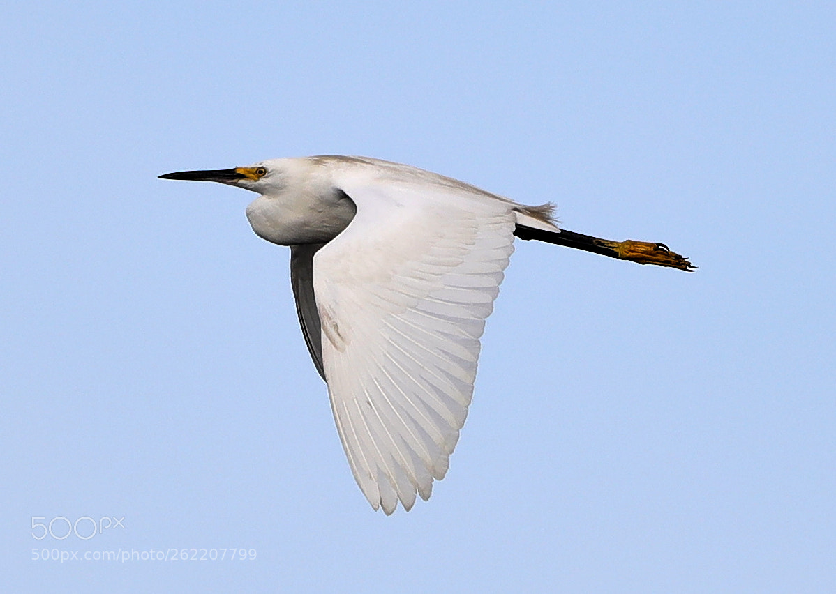 Canon EOS-1D X Mark II sample photo. 06-14-18-0022581.jpg photography
