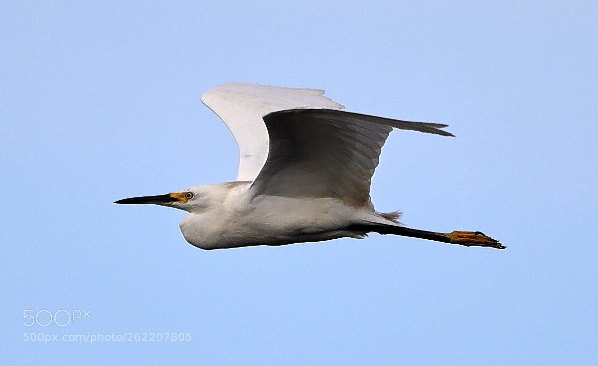 Canon EOS-1D X Mark II sample photo. 06-14-18-0022579.jpg photography