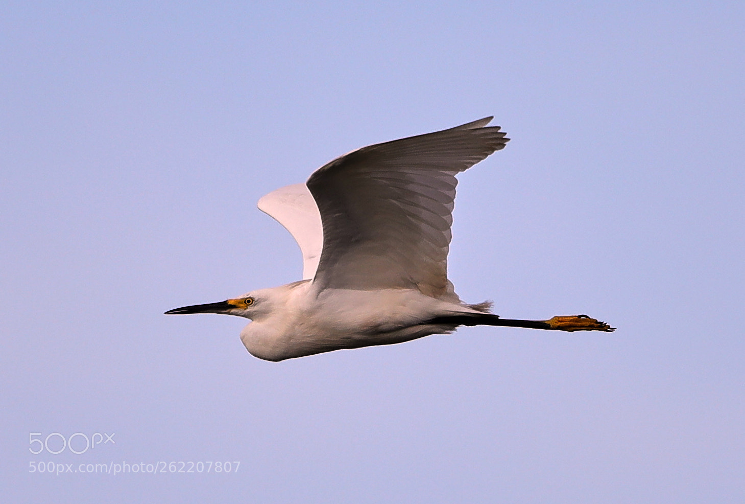 Canon EOS-1D X Mark II sample photo. 06-14-18-0022577.jpg photography