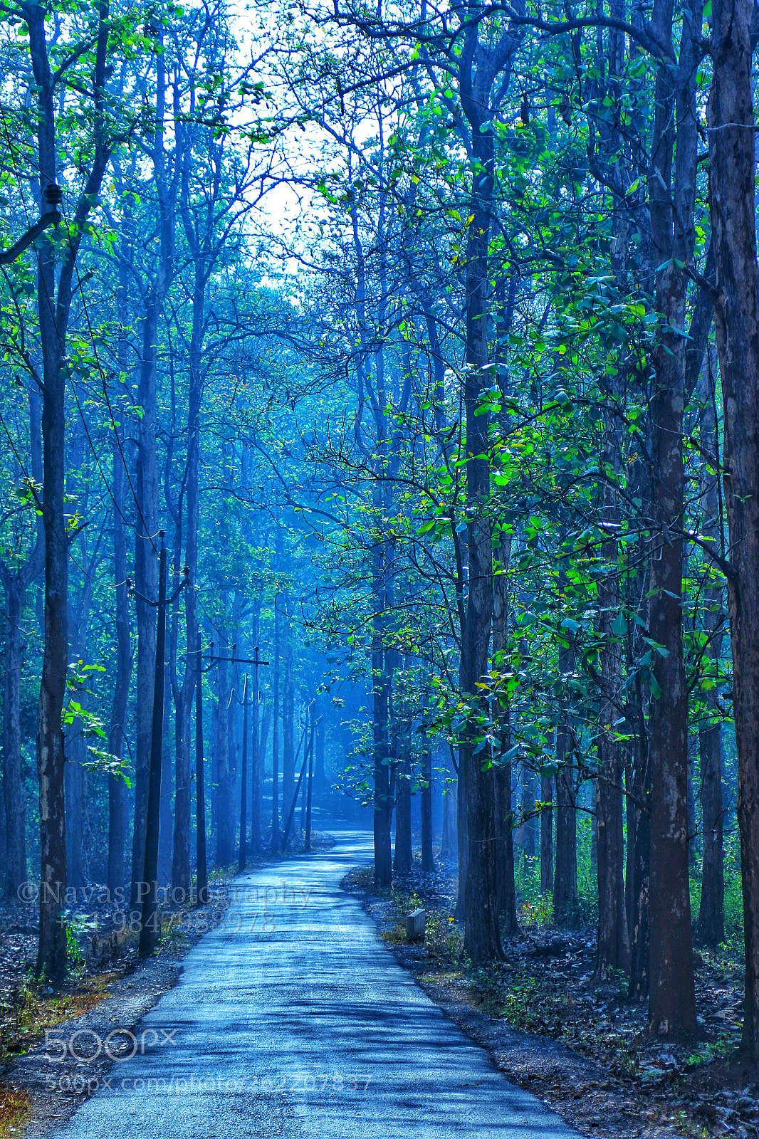 Canon EOS 7D Mark II sample photo. Peruva forest photography