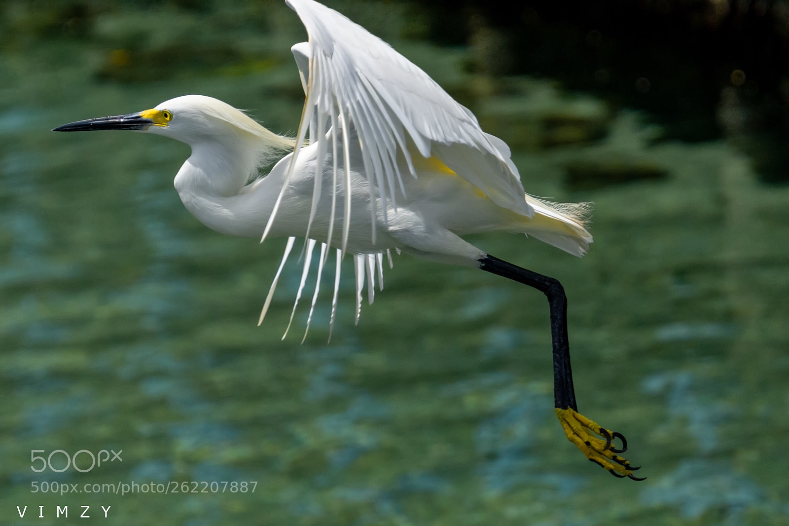 Nikon D7200 sample photo. Flying egret  photography