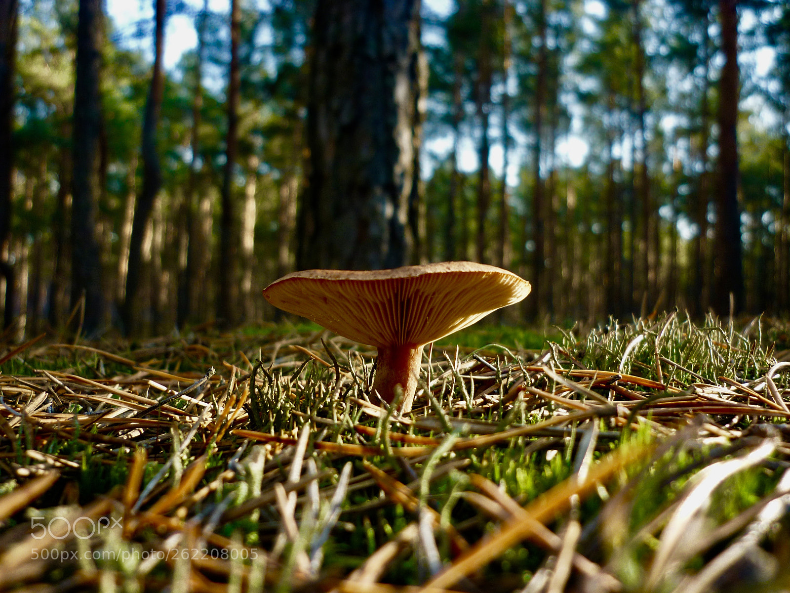 Panasonic DMC-FS62 sample photo. Forest and mushroom photography