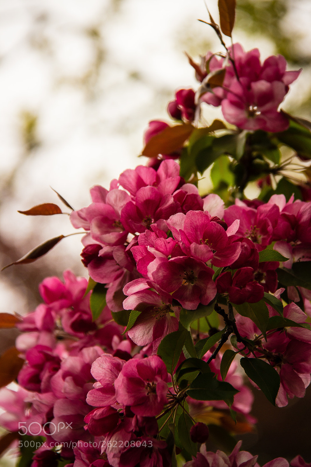 Canon EOS 600D (Rebel EOS T3i / EOS Kiss X5) sample photo. Blossom photography
