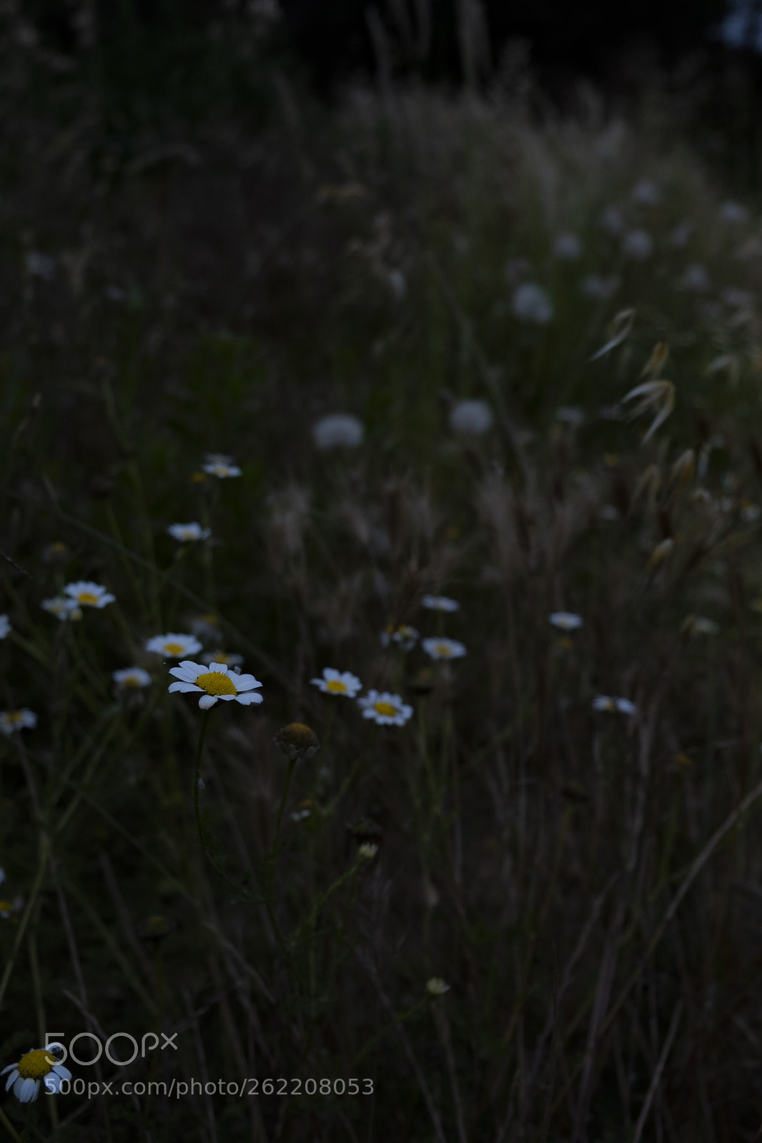 Fujifilm X-T2 sample photo. Untitled photography