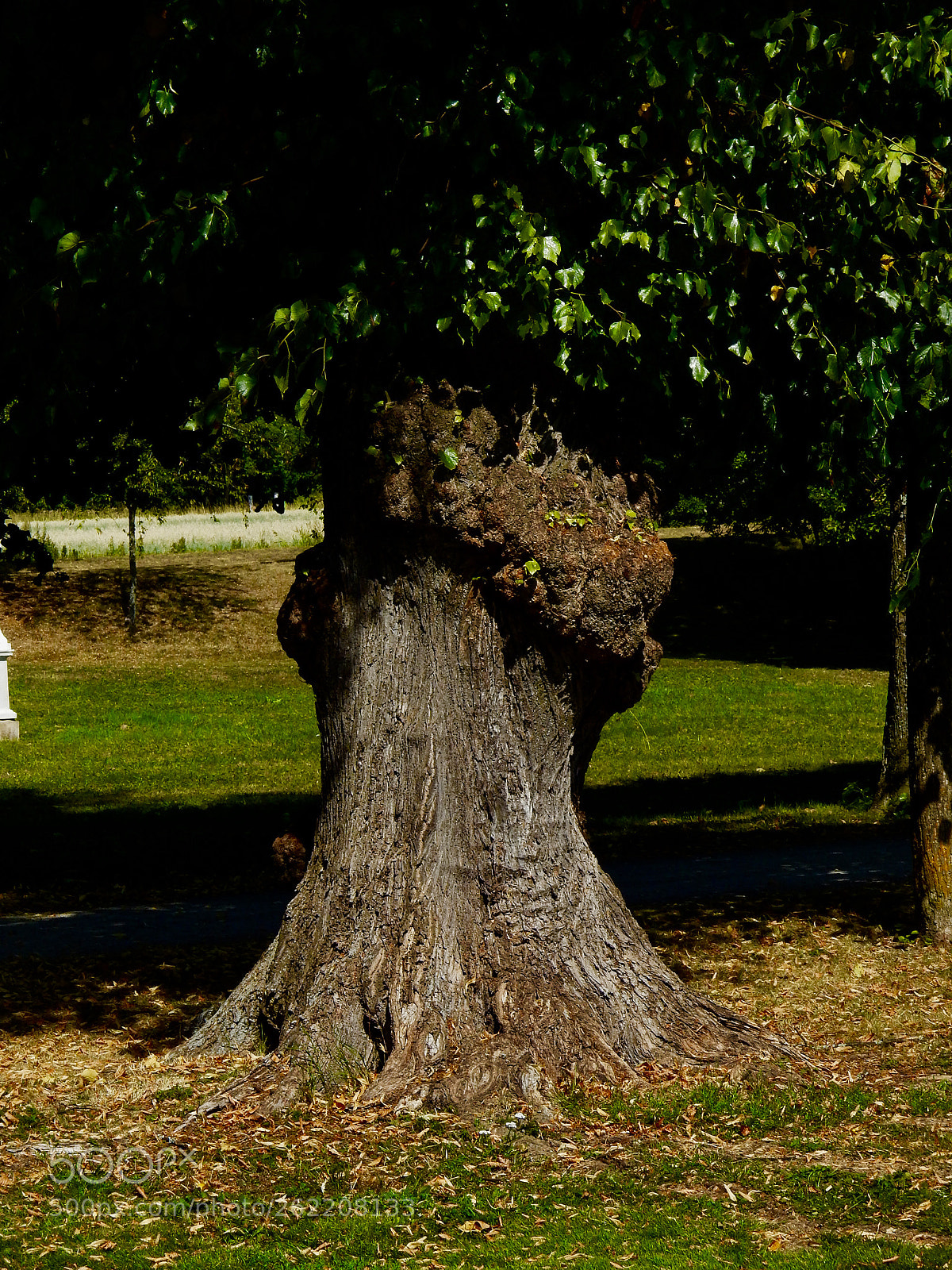 Nikon Coolpix L820 sample photo. Mysterious tree photography