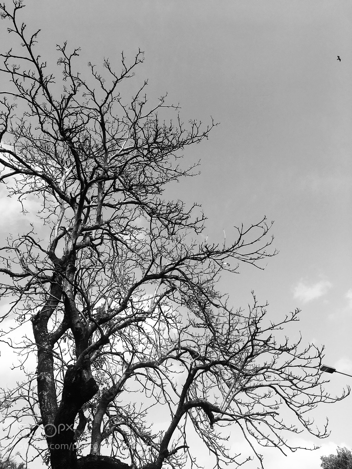 Apple iPhone SE sample photo. Untitled photography