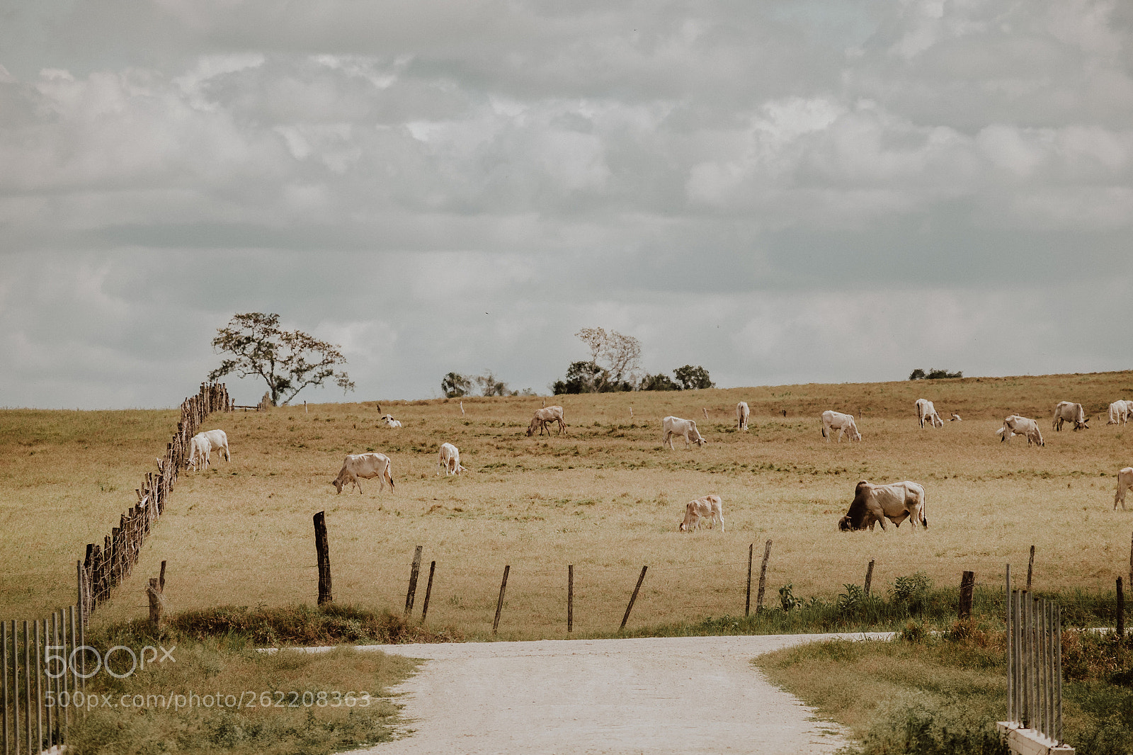 Fujifilm X-T1 sample photo. Cattle feed photography