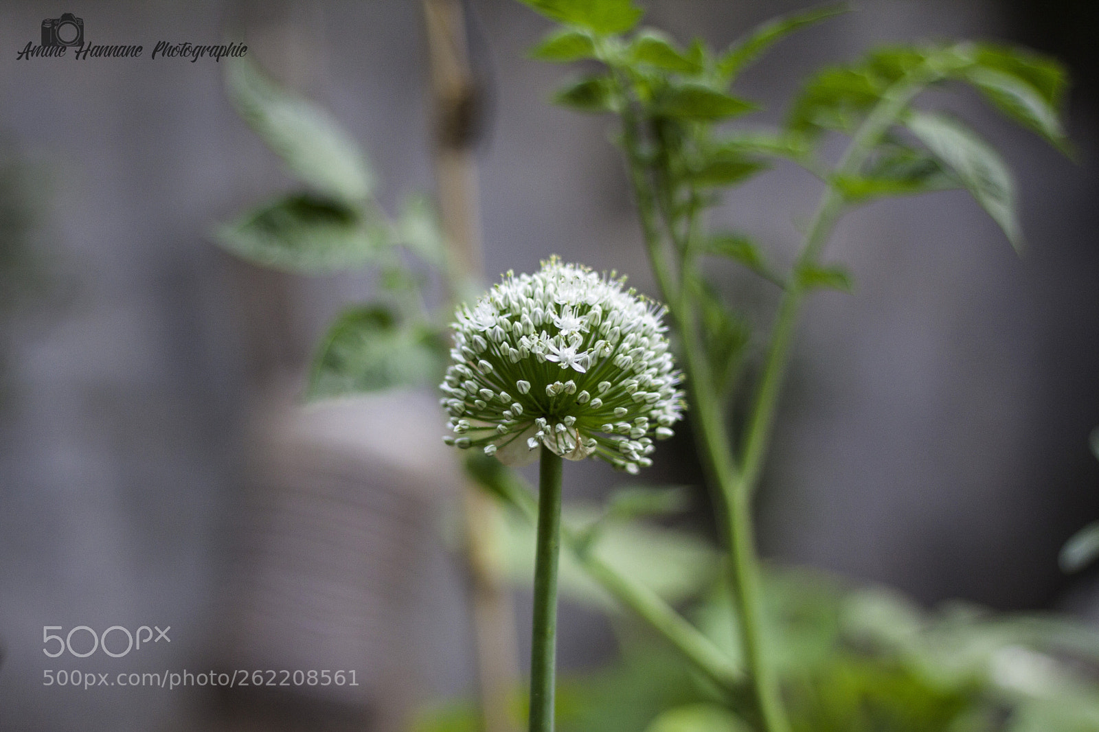 Canon EOS 50D sample photo. Garden and plants photography