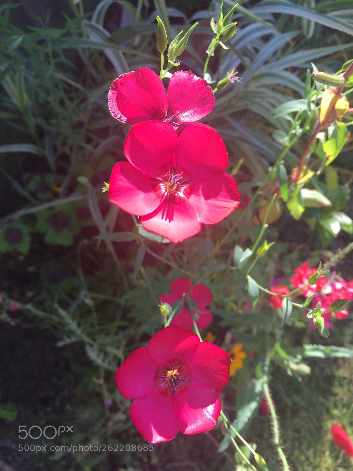 Apple iPhone 6 sample photo. Pink buttons  photography