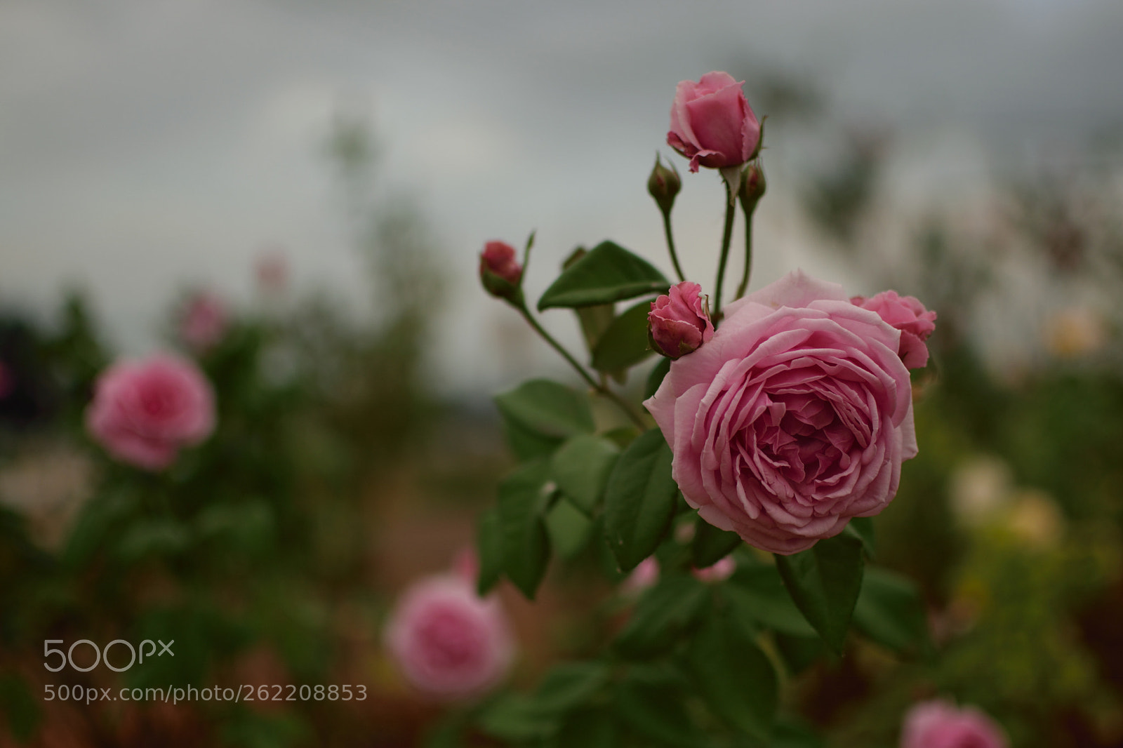 Nikon D5300 sample photo. Rose flower photography