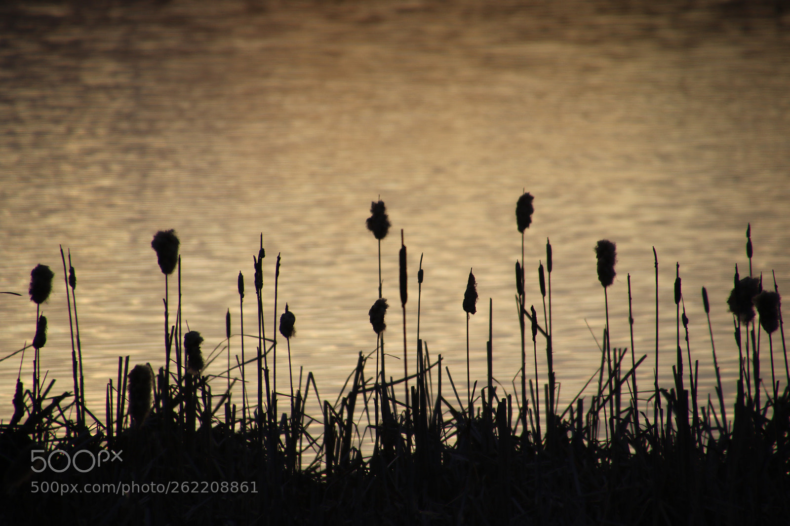 Canon EOS 7D Mark II sample photo. 100 mile house photography