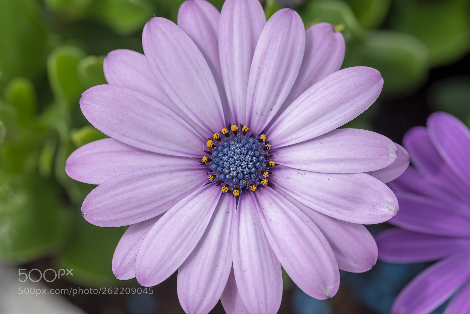 Nikon D750 sample photo. Osteospermum photography