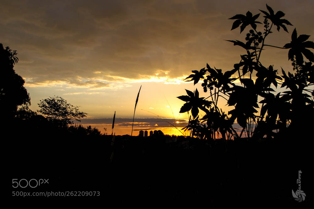 Canon EOS 60D sample photo. Img photography