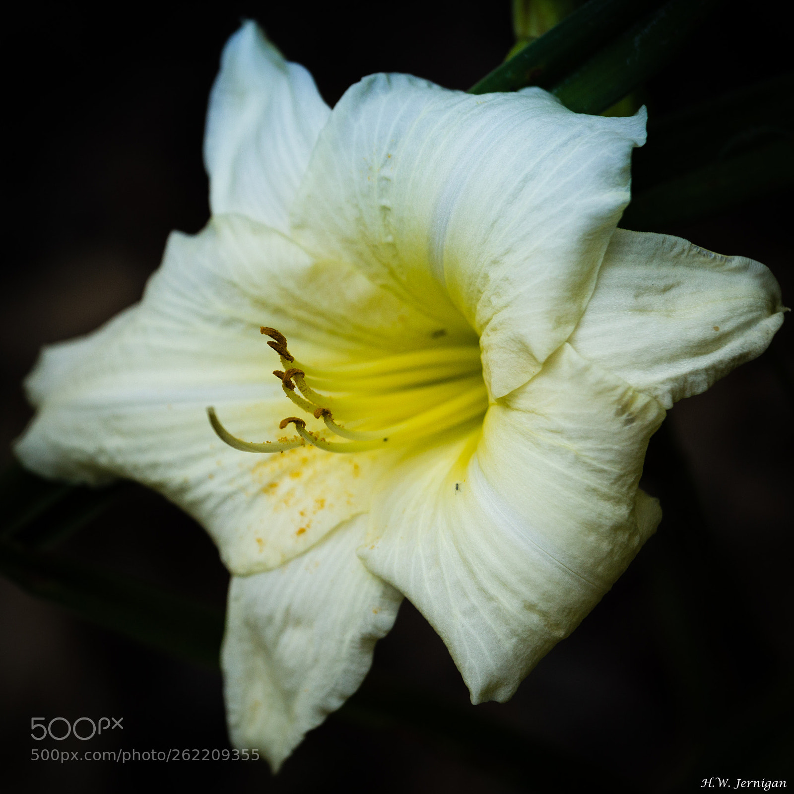 Canon EOS 6D sample photo. Daylilly photography