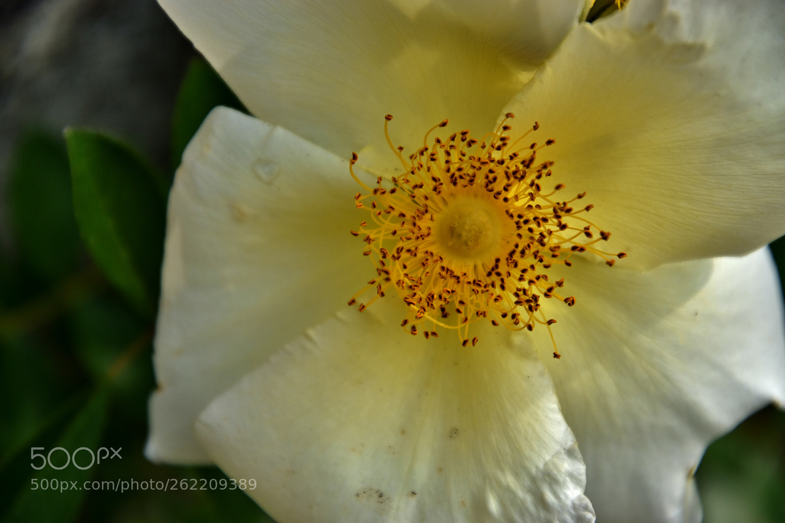 Nikon D5500 sample photo. Untitled photography