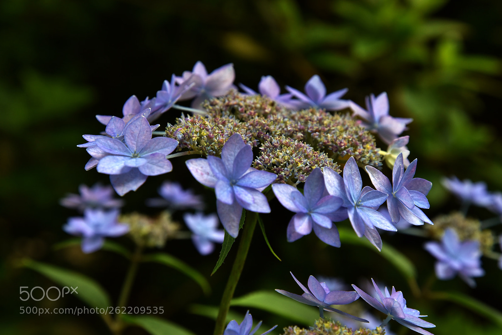 Nikon D5500 sample photo. Untitled photography