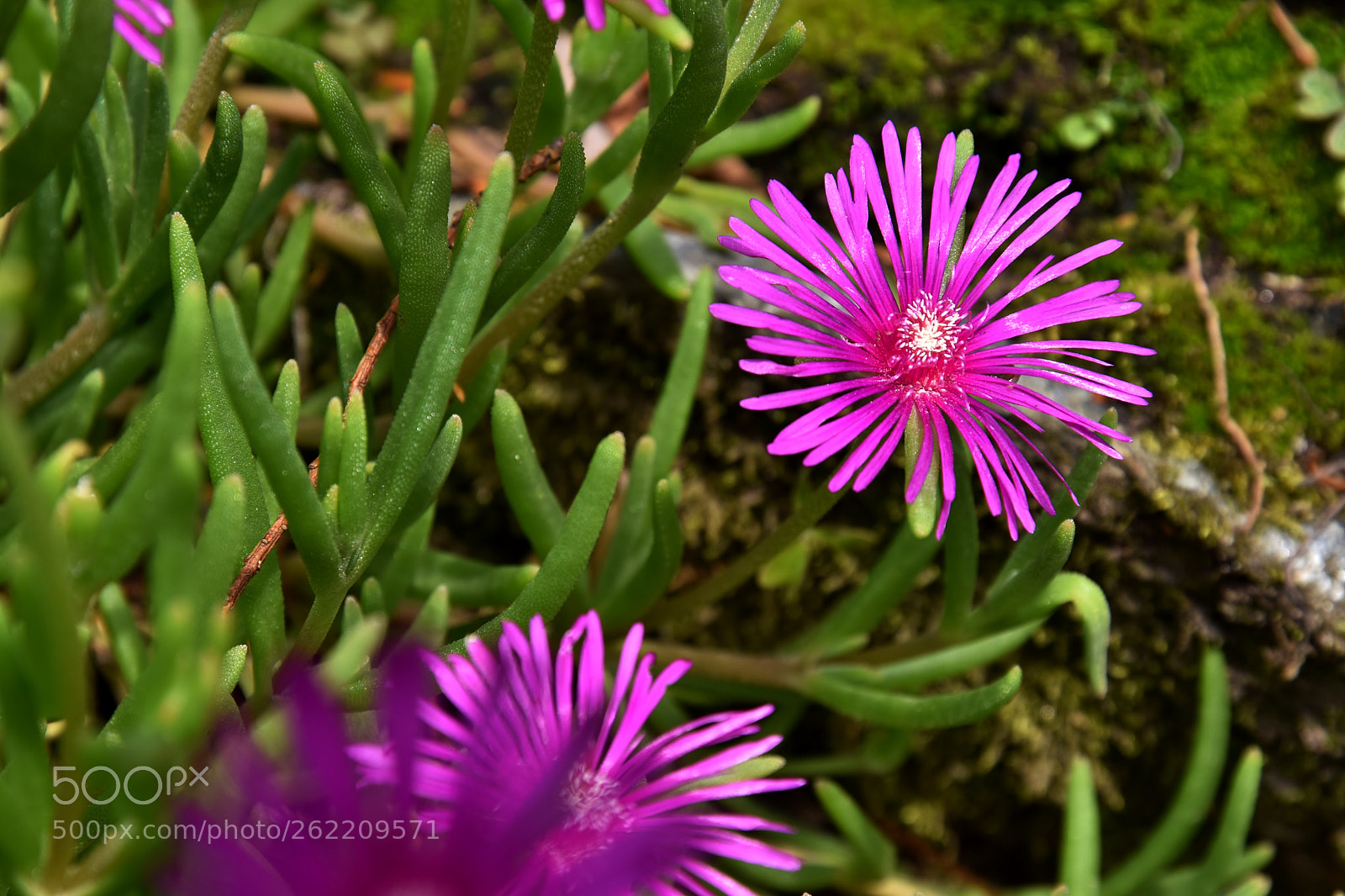 Nikon D5500 sample photo. Untitled photography