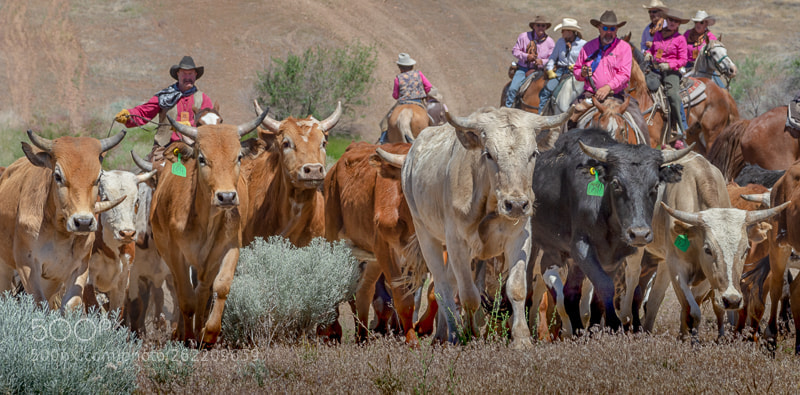 Nikon D7200 sample photo. Reno cattle drive 2018 photography