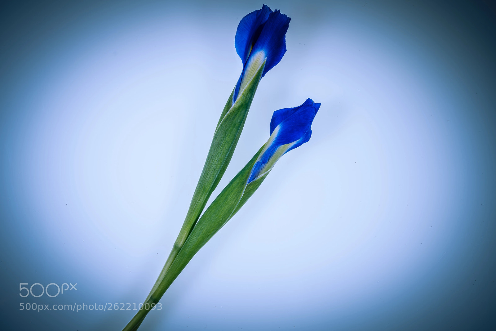 Sony a7R III sample photo. Iris photography