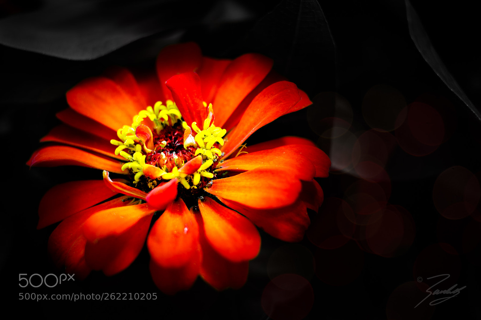 Sony a6000 sample photo. The one zinnia photography