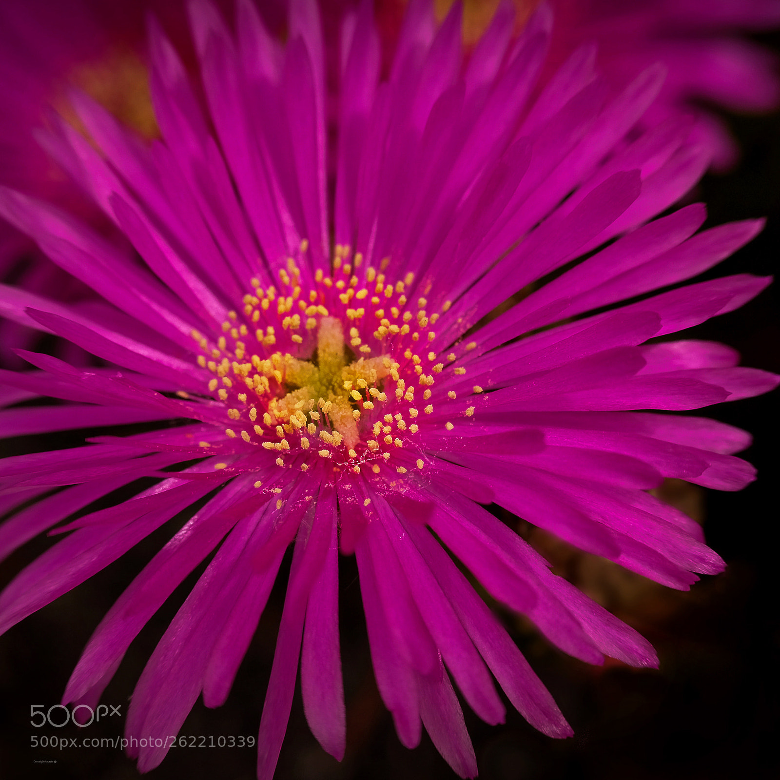 Fujifilm X-T20 sample photo. Carpobrotus edulis photography