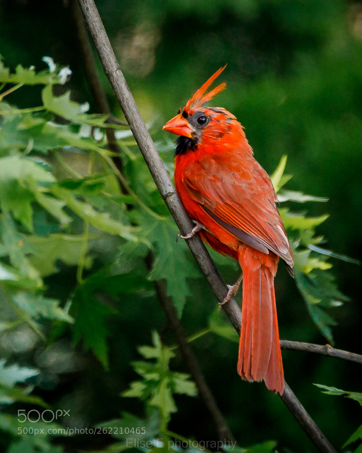 Canon EOS 6D Mark II sample photo. Cardinal photography