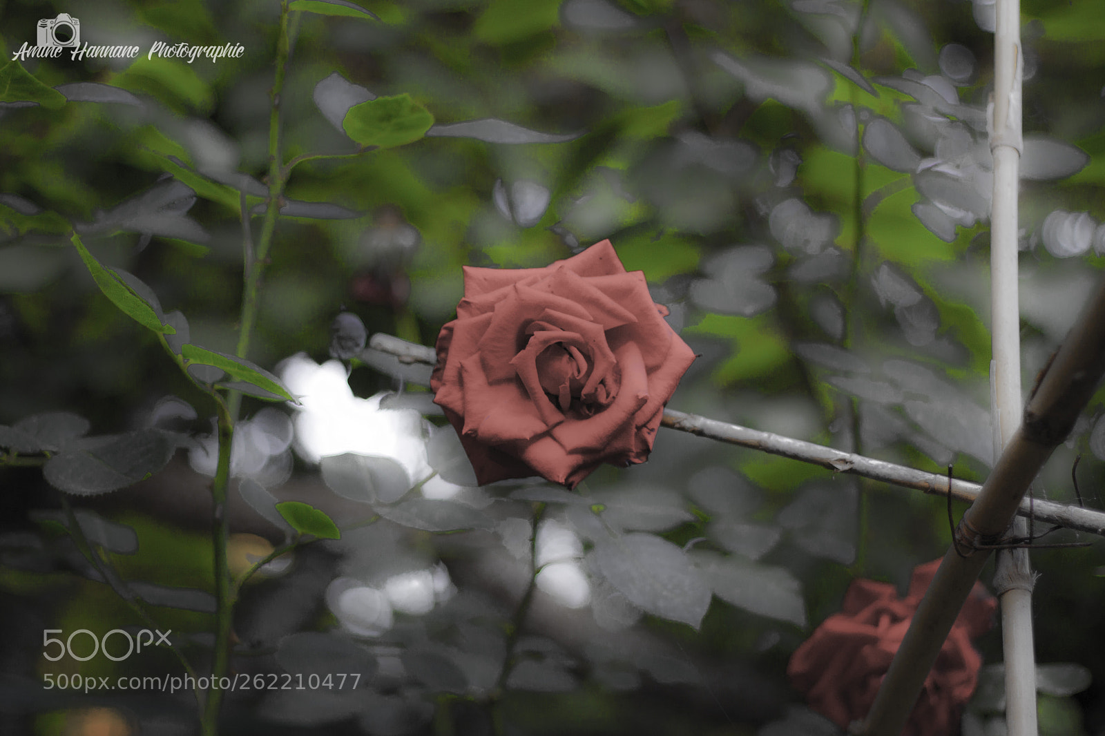 Canon EOS 50D sample photo. Red rose photography
