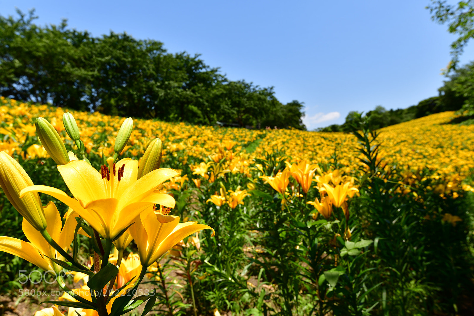 Nikon AF-S Nikkor 16-35mm F4G ED VR sample photo. Lily garden -1 photography