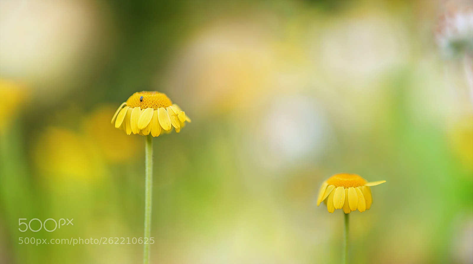 Sony a7R III sample photo. Auf der h he photography