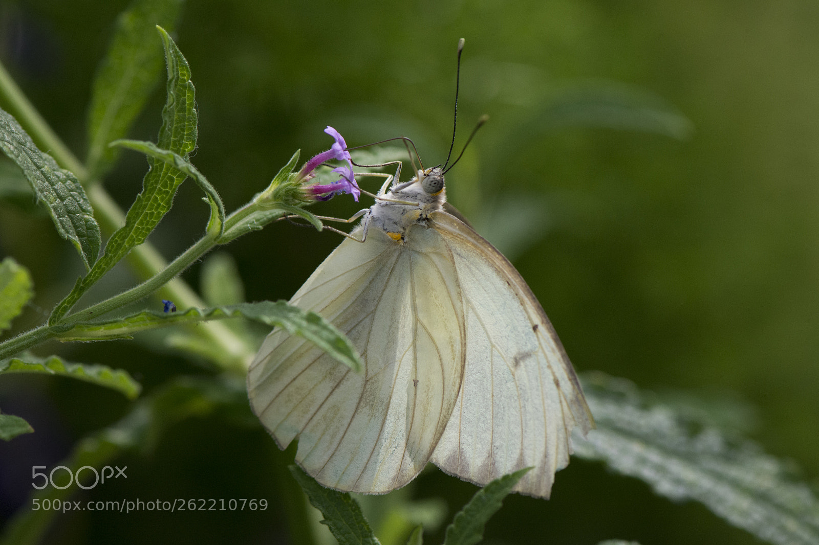 Nikon D7200 sample photo. Butterfly 2018-47 photography