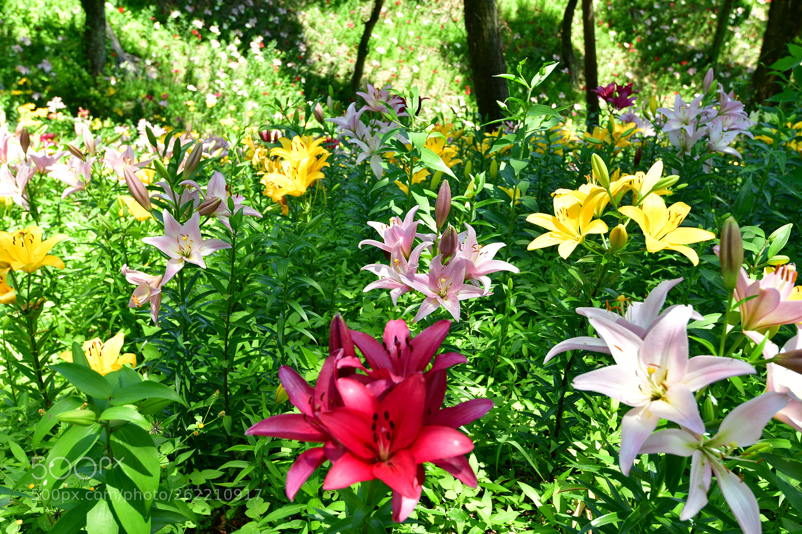 Nikon AF-S Nikkor 16-35mm F4G ED VR sample photo. Lily garden -2 photography