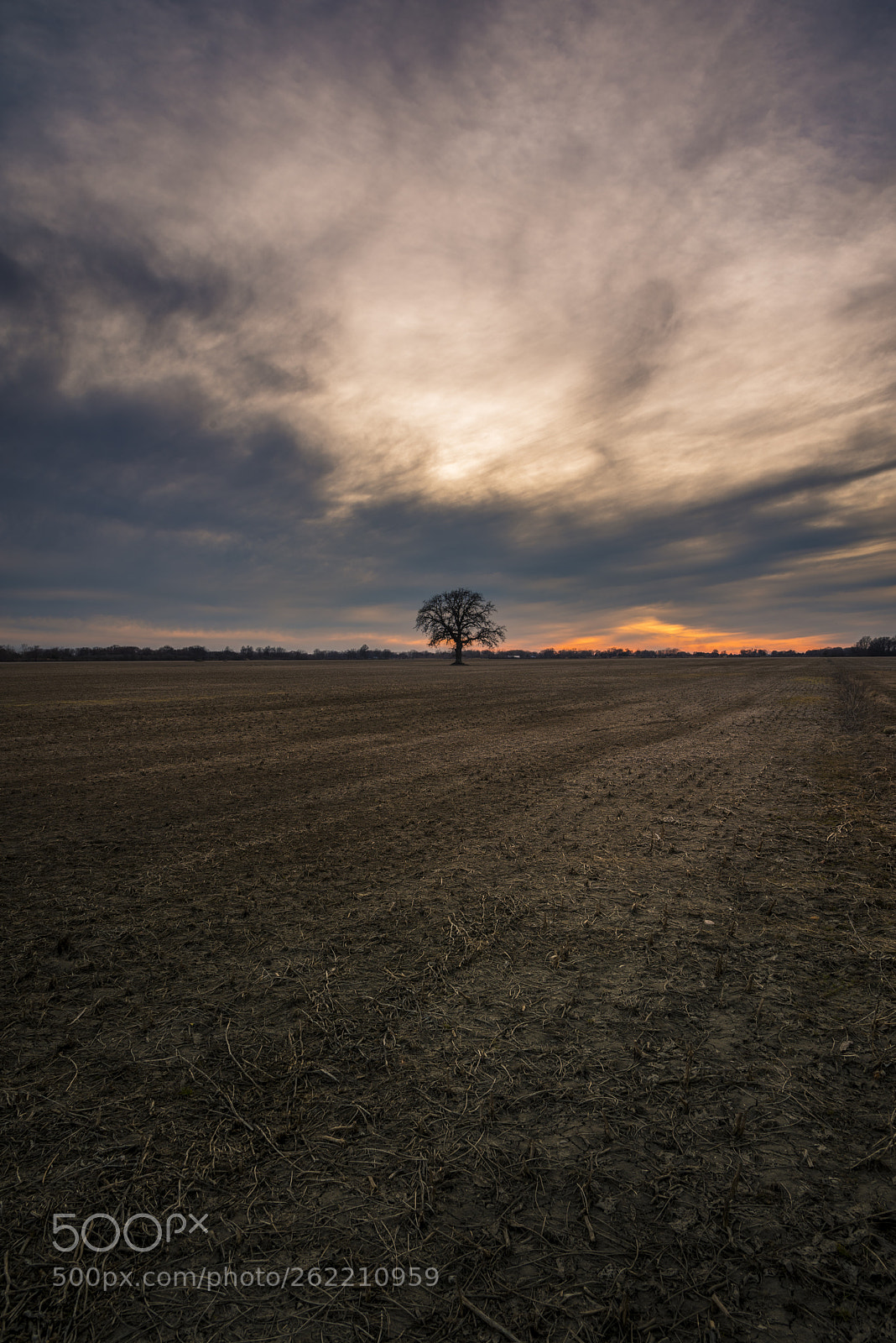 Nikon D810 sample photo. The tree at sunset photography