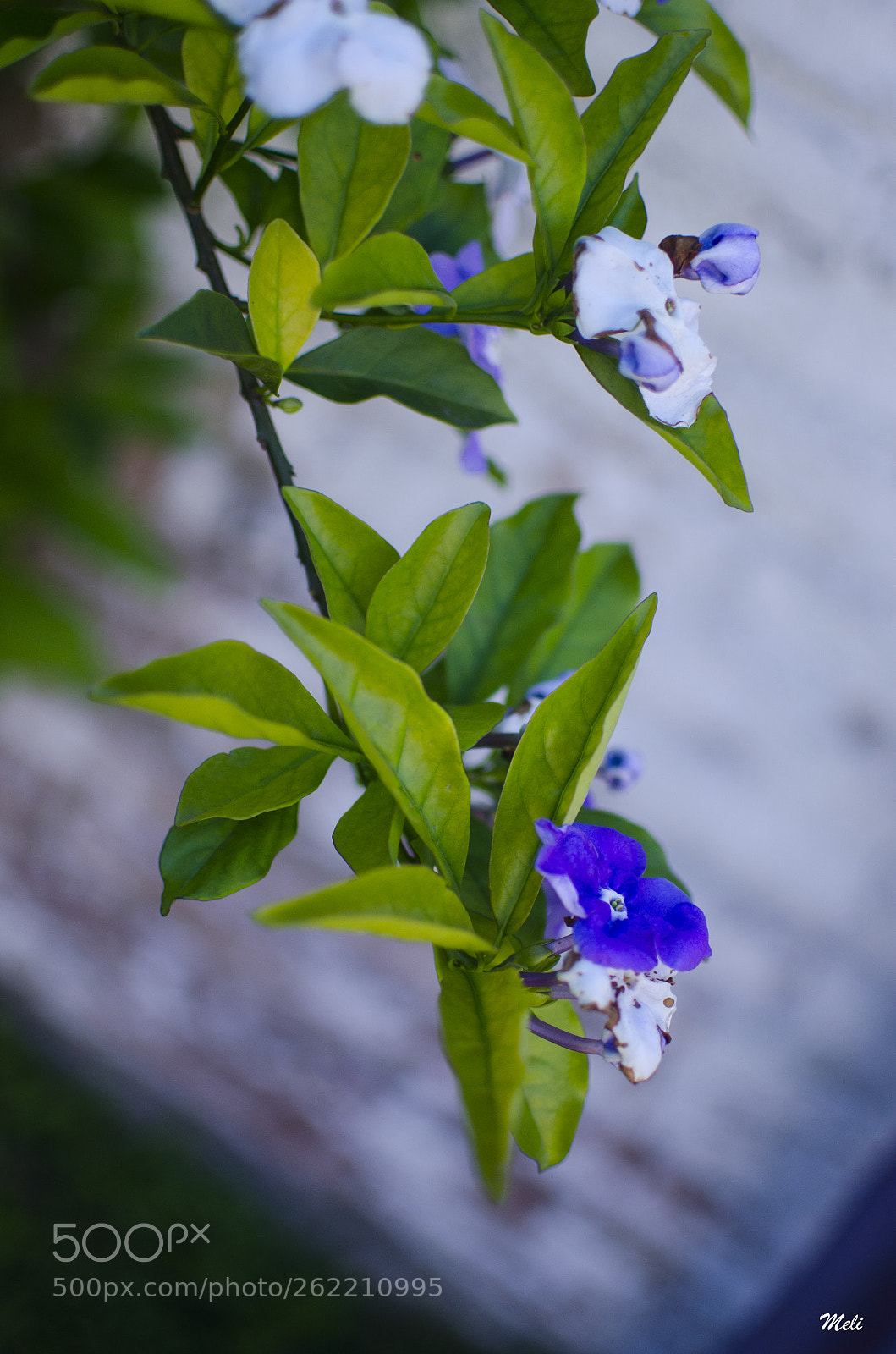Nikon D5100 sample photo. Jazmín paraguayo photography