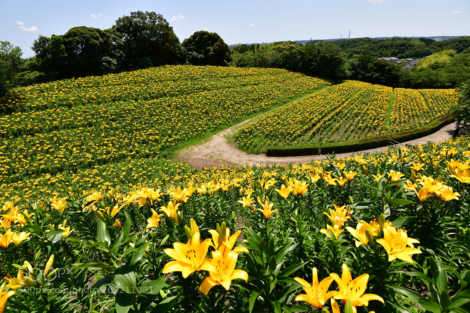 Nikon AF-S Nikkor 16-35mm F4G ED VR sample photo. Lily garden -3 photography