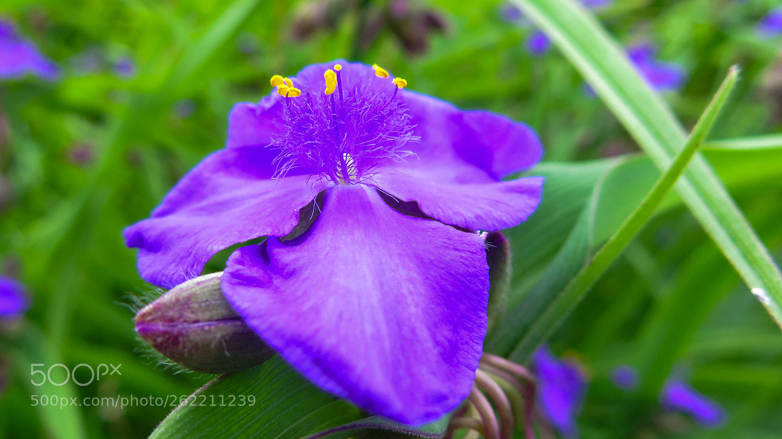 Canon PowerShot G16 sample photo. Purple flower photography
