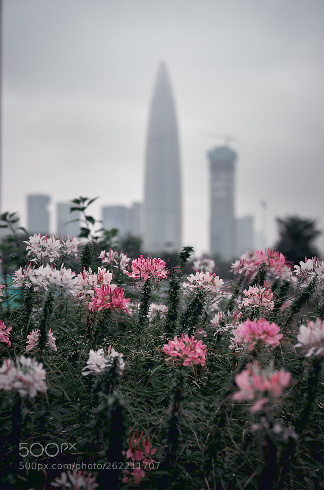 Sony a7 III sample photo. Untitled photography