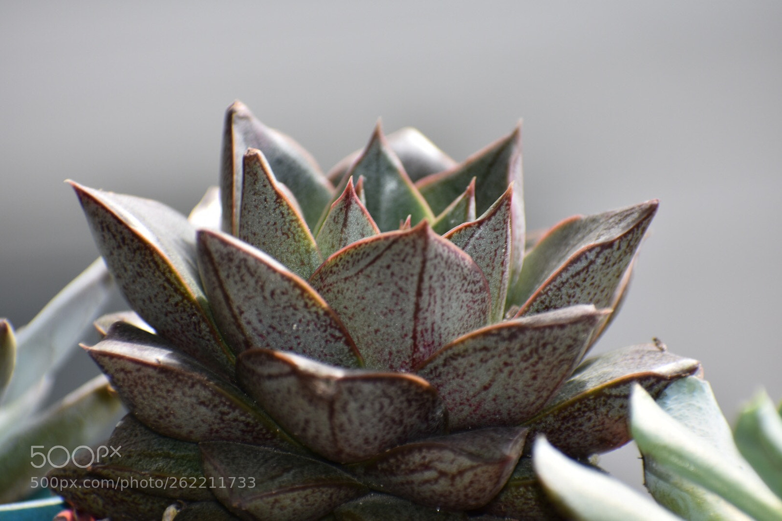 Nikon D3400 sample photo. Echeveria purpureum photography