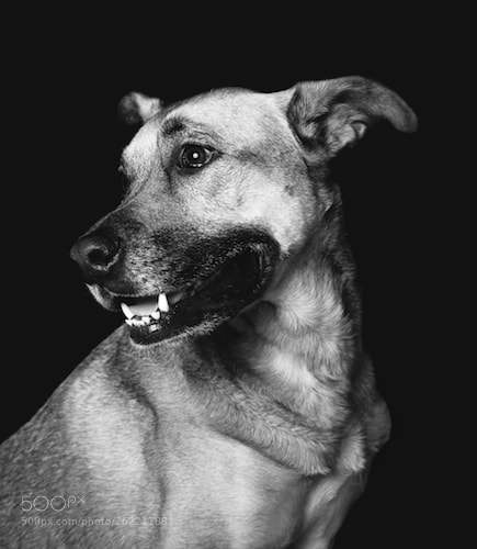 Nikon D750 sample photo. Muzzle portrait photography