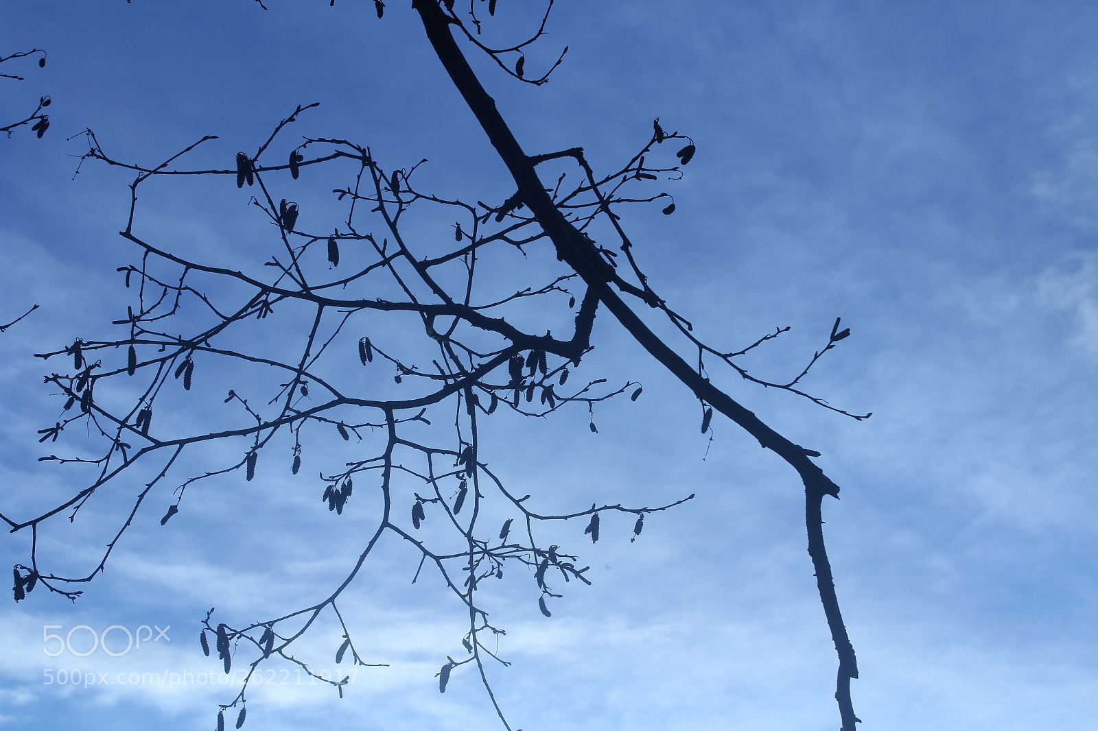 Canon EOS 1300D (EOS Rebel T6 / EOS Kiss X80) sample photo. Branch photography