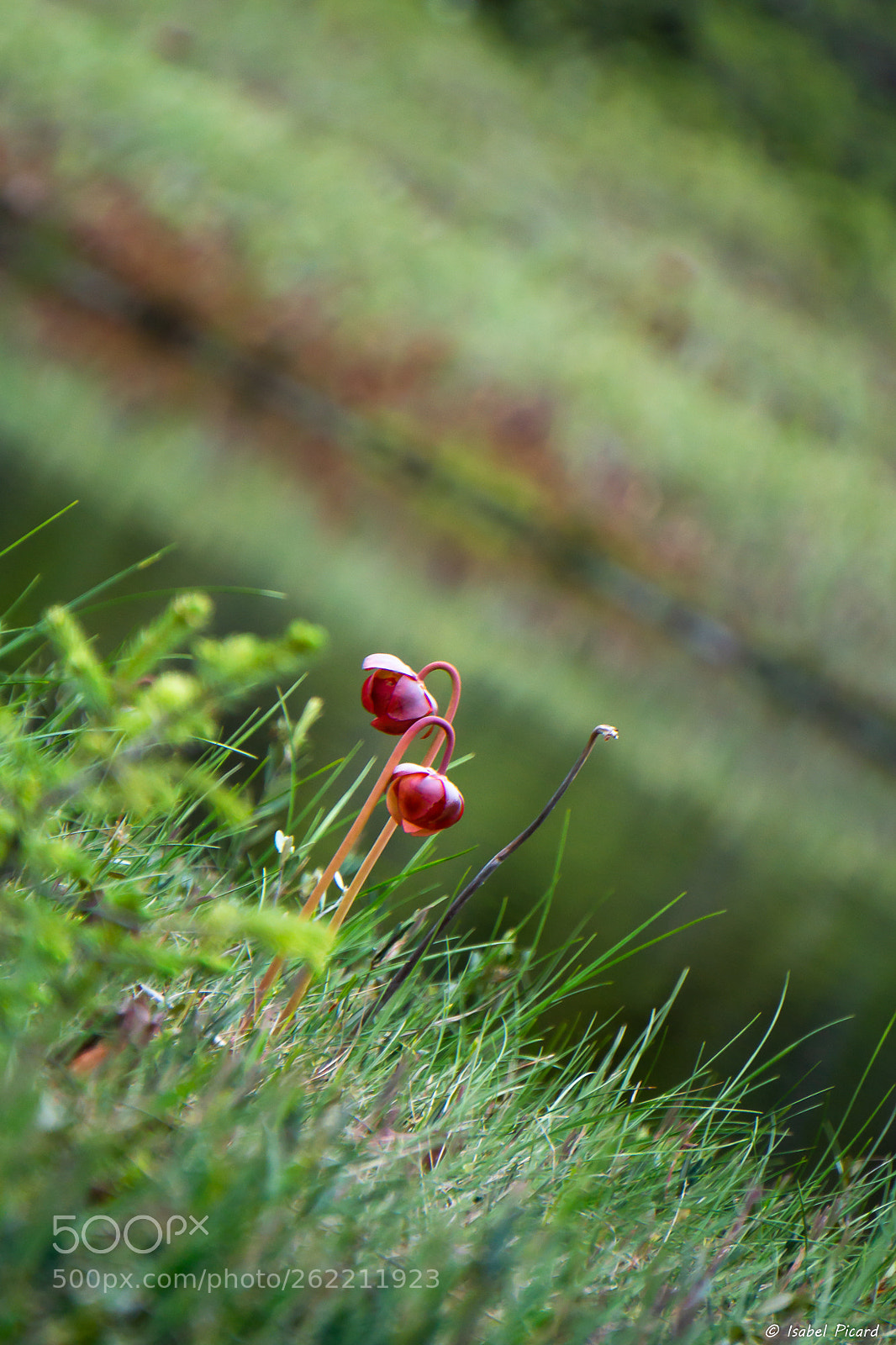 Sony a6000 sample photo. Sarracénie pourpre 2 photography