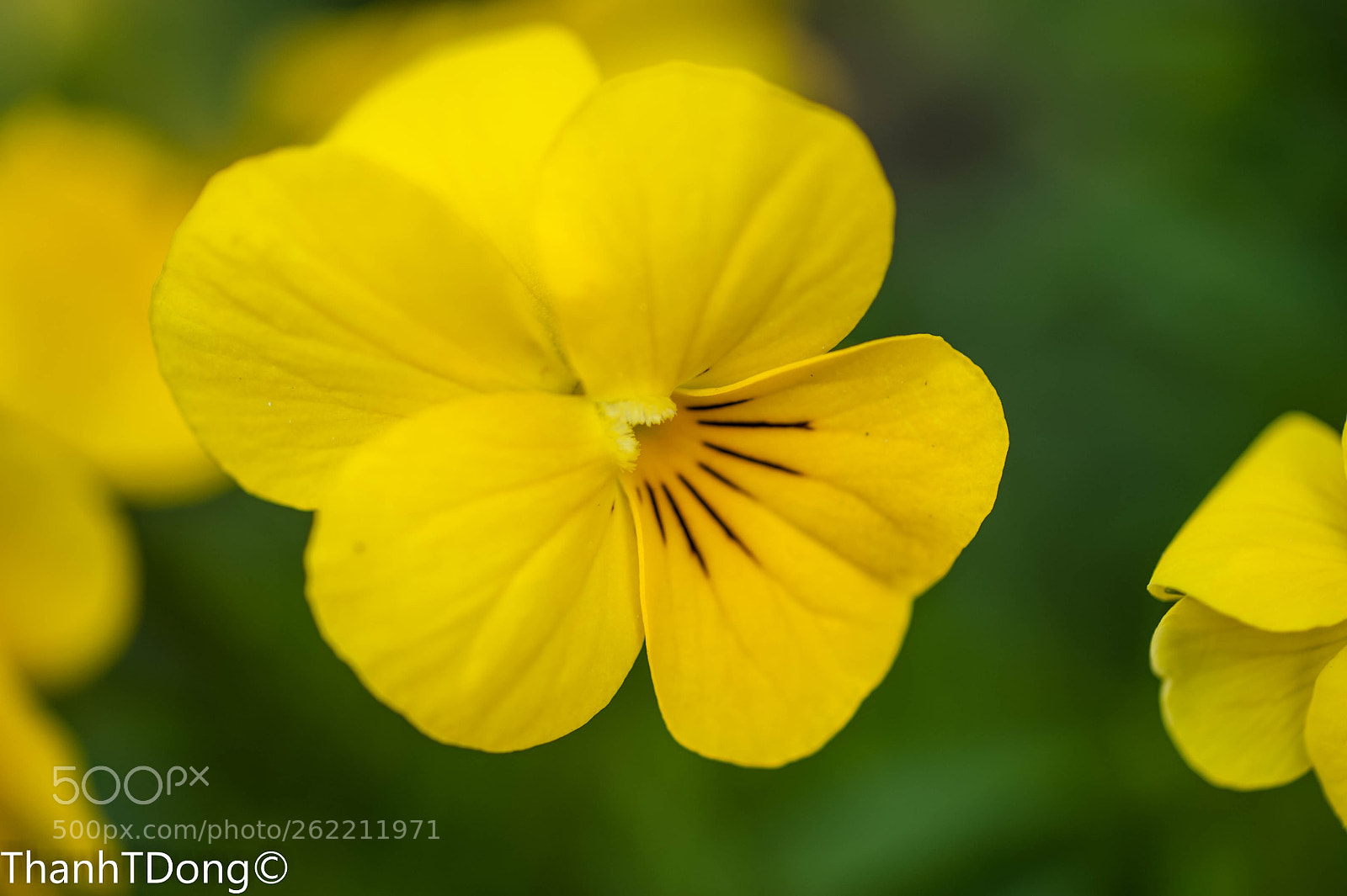 Nikon D700 sample photo. Yellow photography