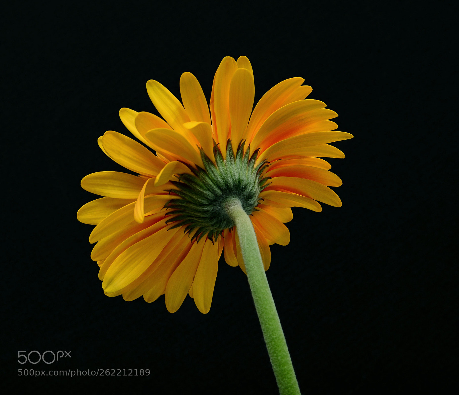 Nikon D600 sample photo. Yellow gebera photography