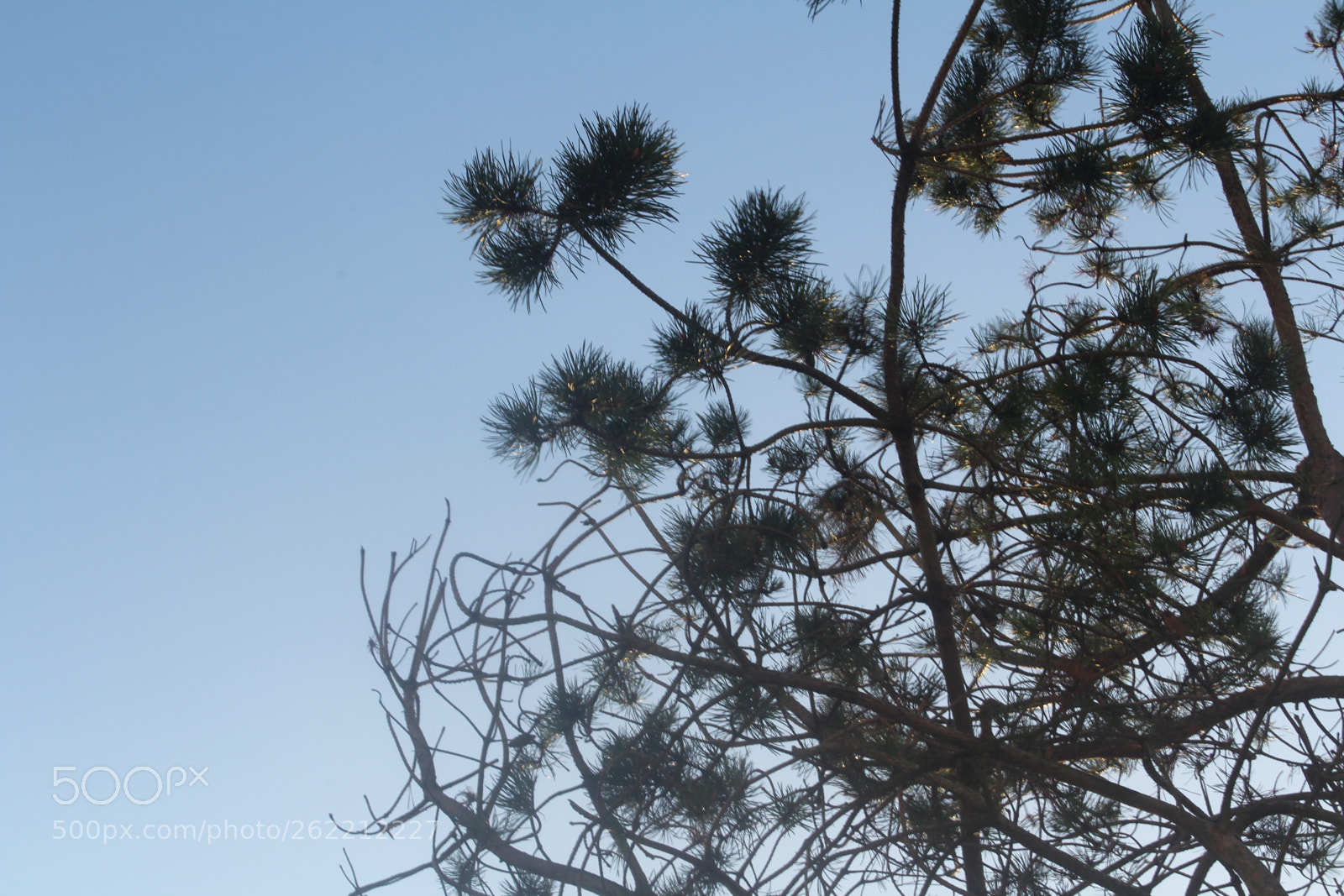 Canon EOS 1300D (EOS Rebel T6 / EOS Kiss X80) sample photo. Tree 2 photography