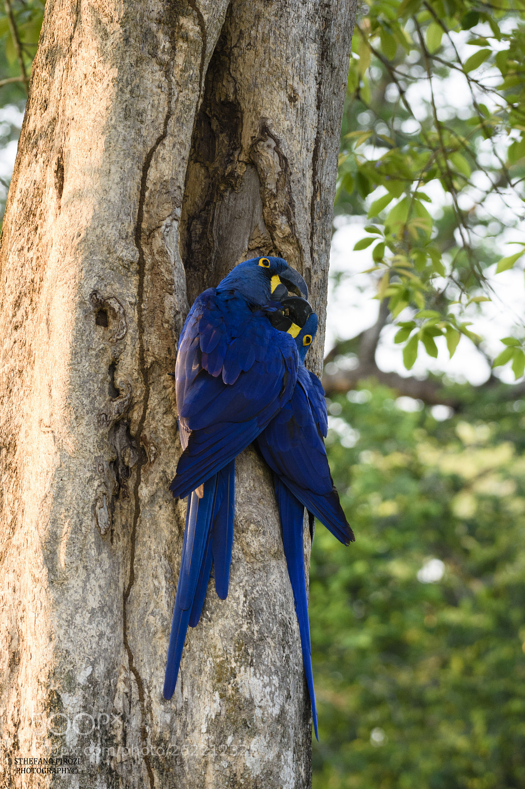 Nikon D7200 sample photo. Pantanal photography