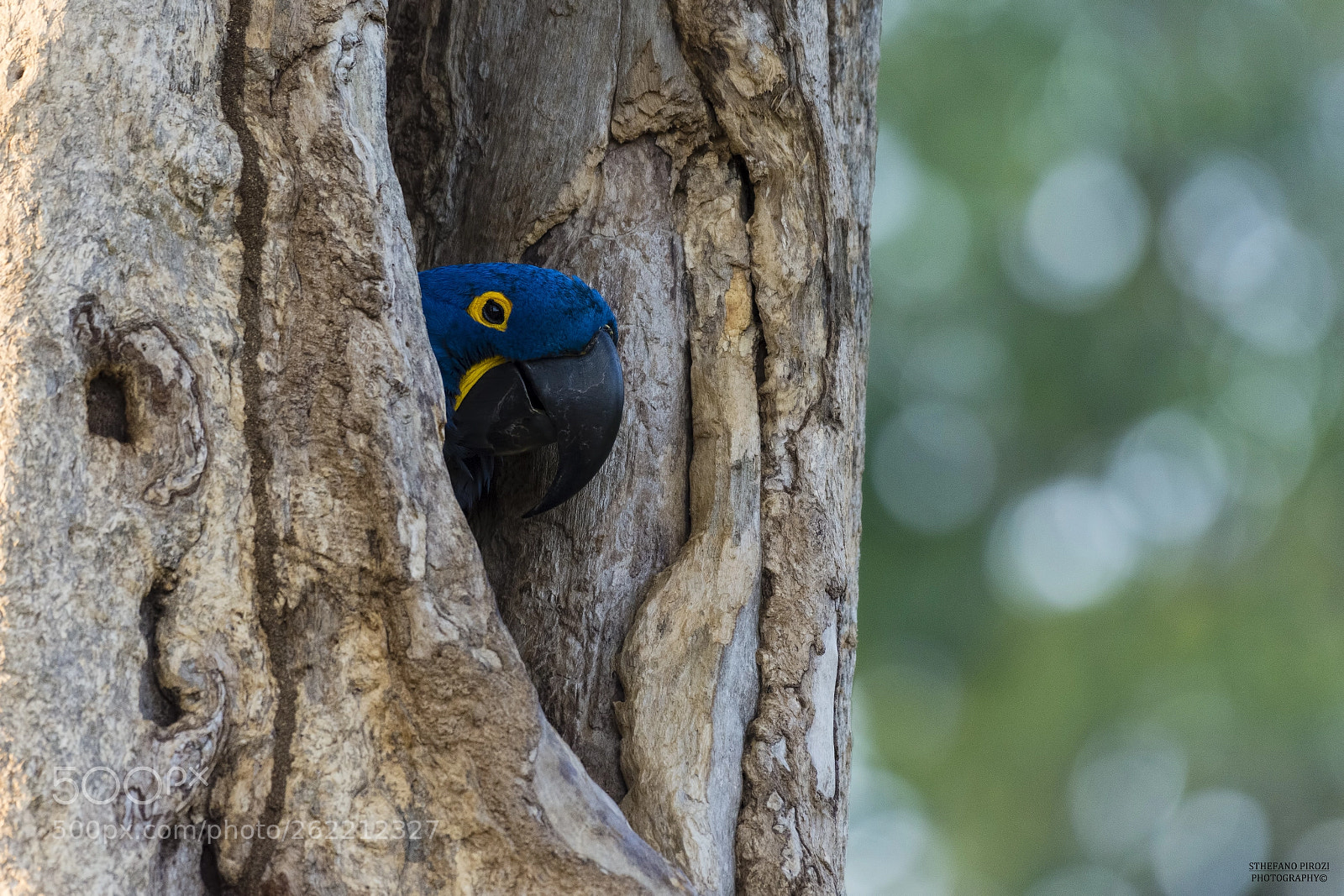 Nikon D7200 sample photo. Pantanal photography